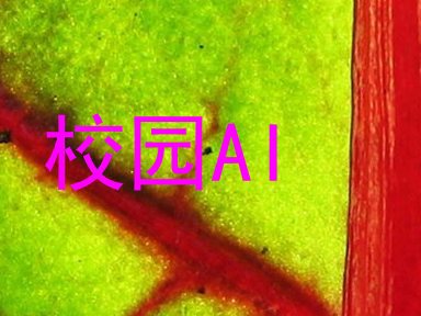 校园AI