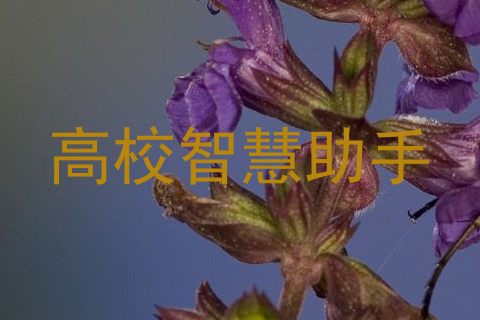 高校智慧助手